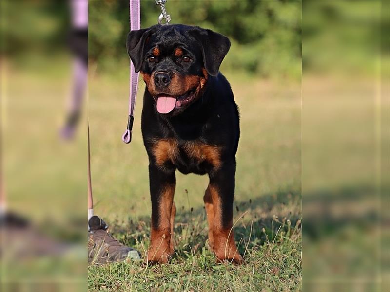 ADRK Rottweiler Hündin