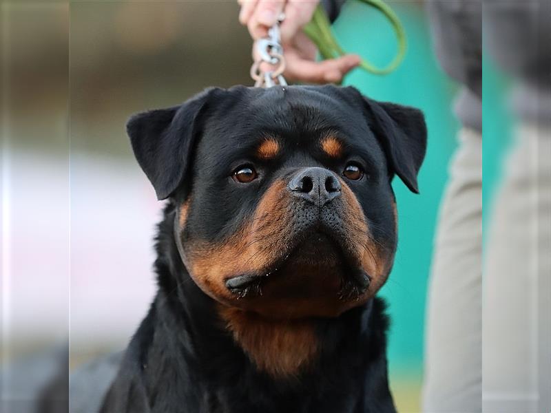 ADRK Rottweiler Hündin