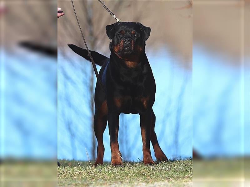 ADRK Rottweiler Hündin