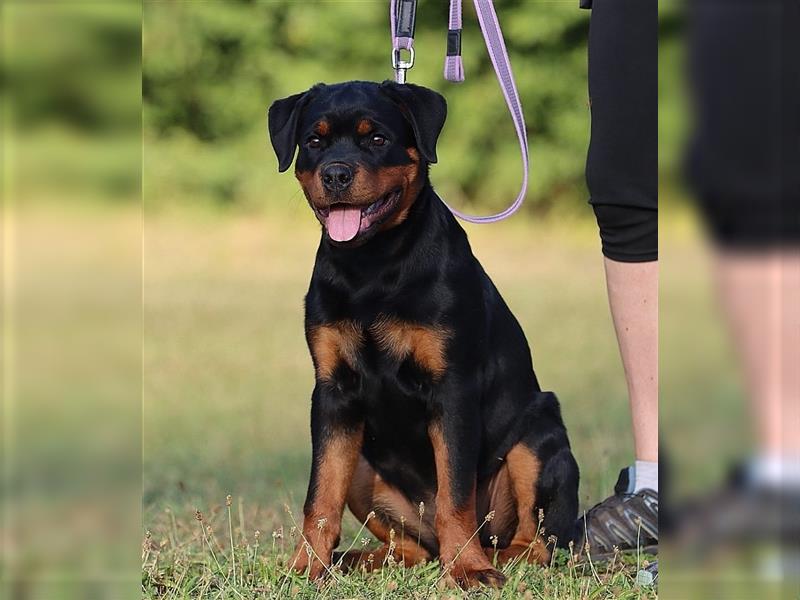 ADRK Rottweiler Hündin