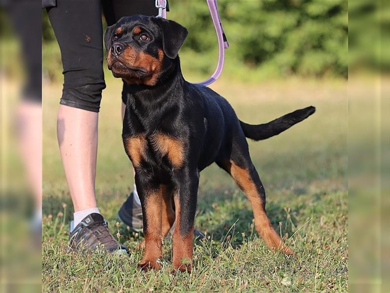 ADRK Rottweiler Hündin