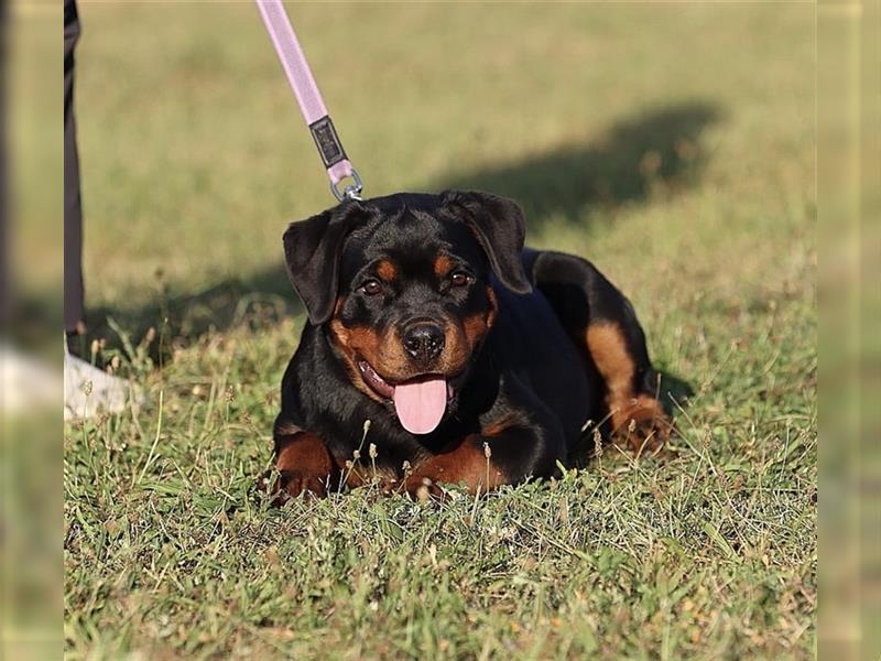 ADRK Rottweiler Hündin