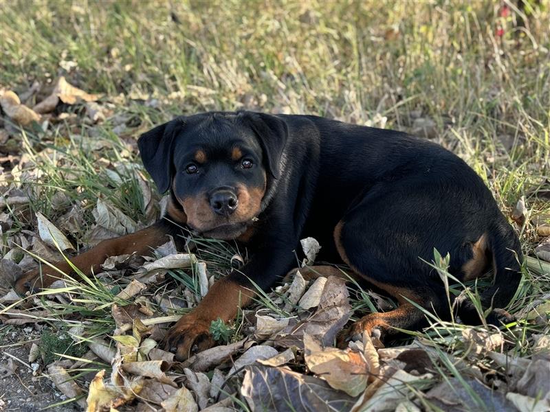 ADRK Rottweiler Hündin