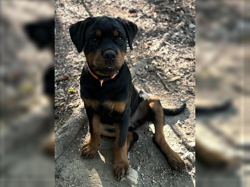 ADRK Rottweiler Hündin