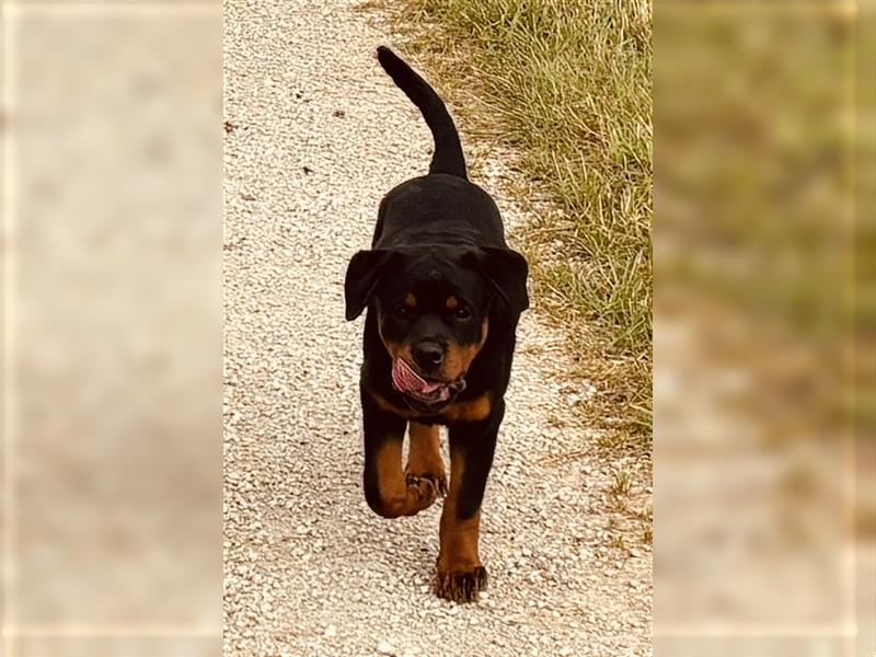 ADRK Rottweiler Hündin