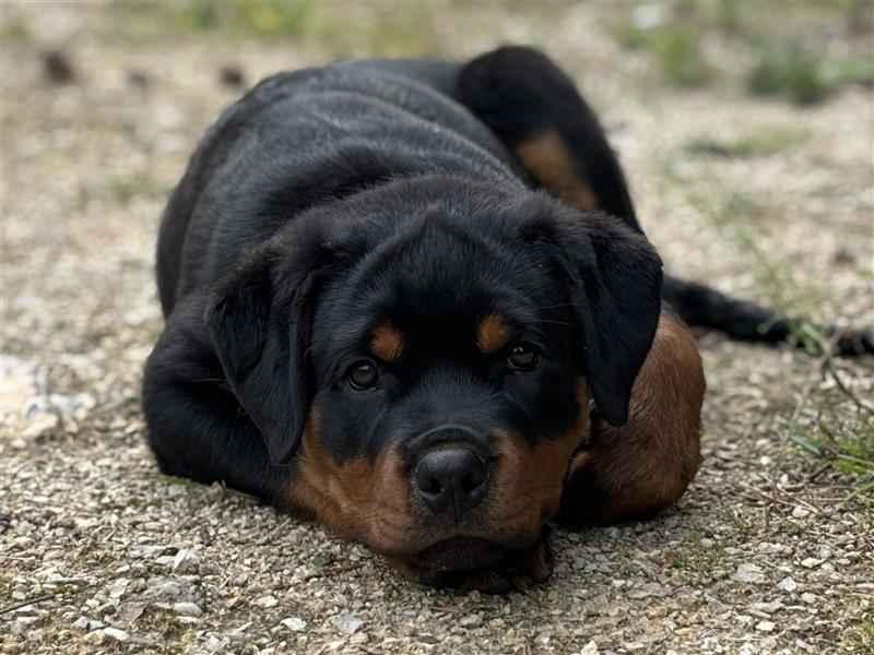 ADRK Rottweiler Hündin