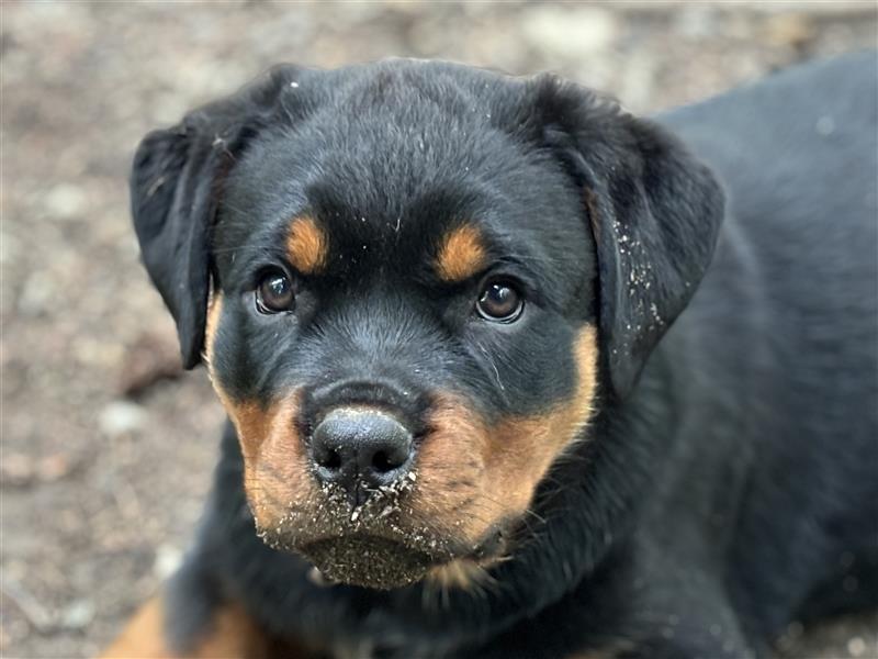 ADRK Rottweiler Hündin