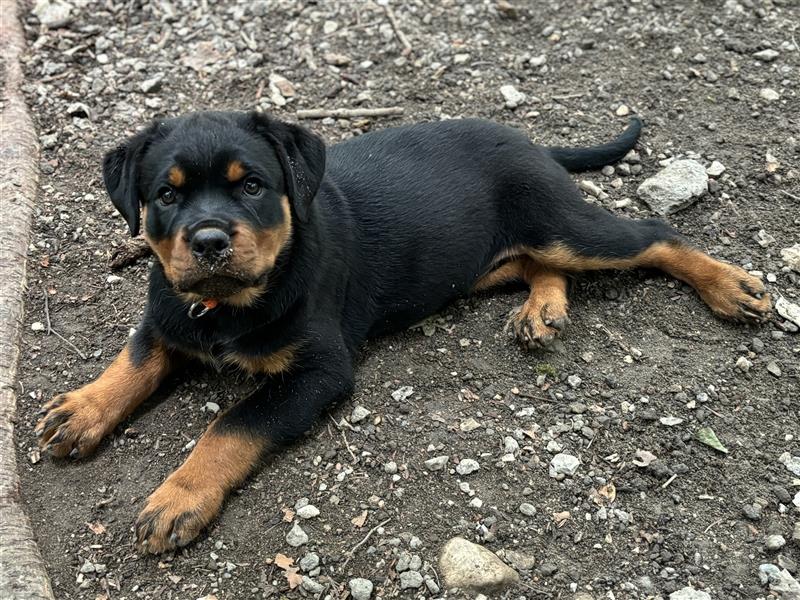 ADRK Rottweiler Hündin