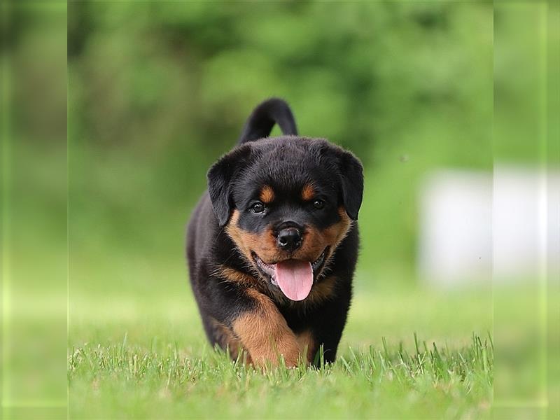 ADRK Rottweiler Hündin