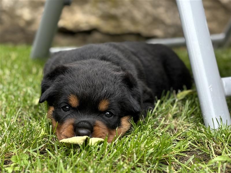 ADRK Rottweiler Hündin