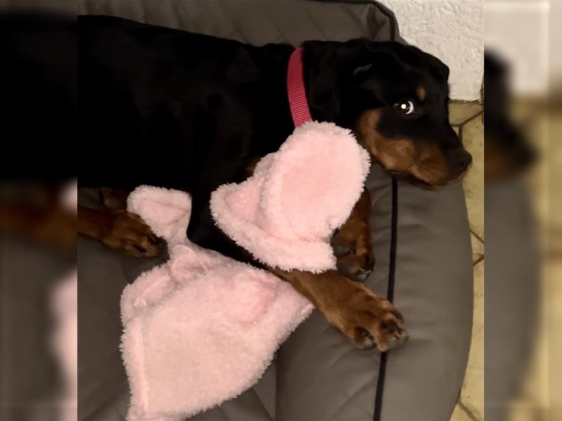 Top veranlagte Rottweilerhündin