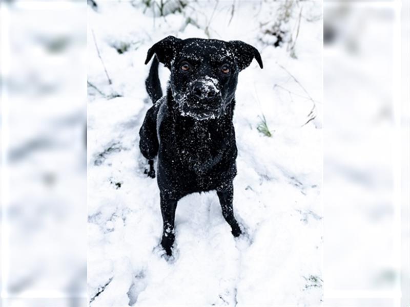 Rottweiler Labrador Mix