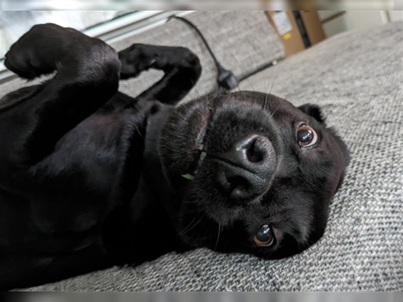 Rottweiler Labrador Mix