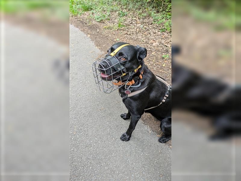 Rottweiler Labrador Mix