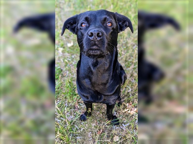 Rottweiler Labrador Mix