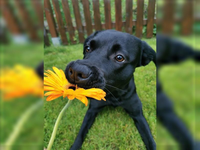 Rottweiler Labrador Mix