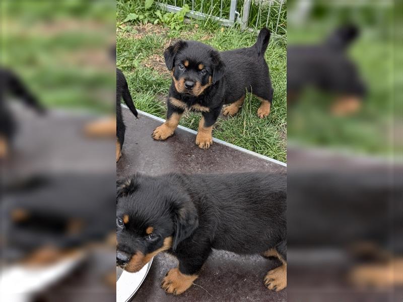 Rottweilerwelpen