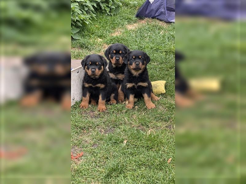 Rottweilerwelpen