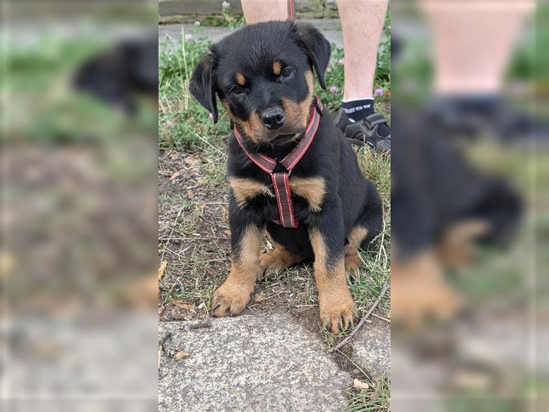 Rottweilerwelpen