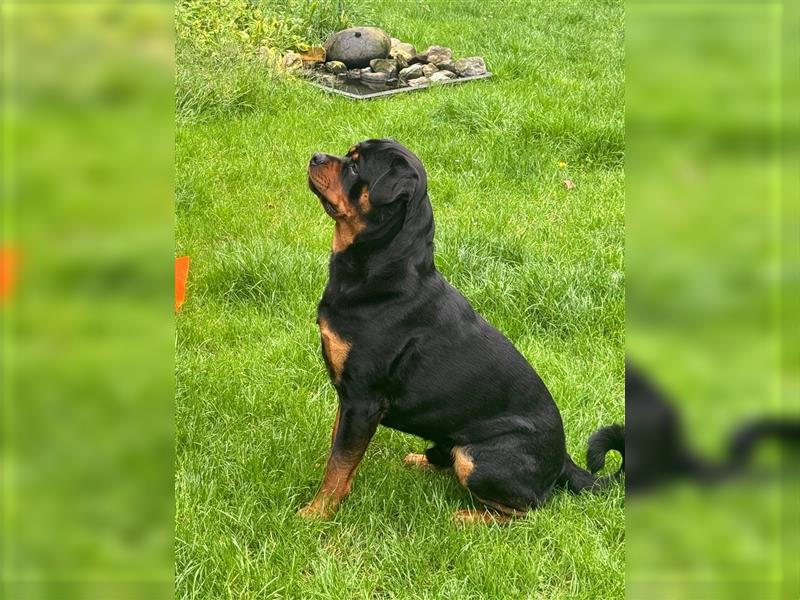 Rottweiler 19 Monate