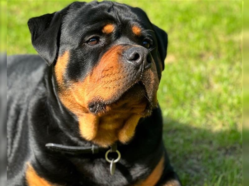 Rottweiler 19 Monate