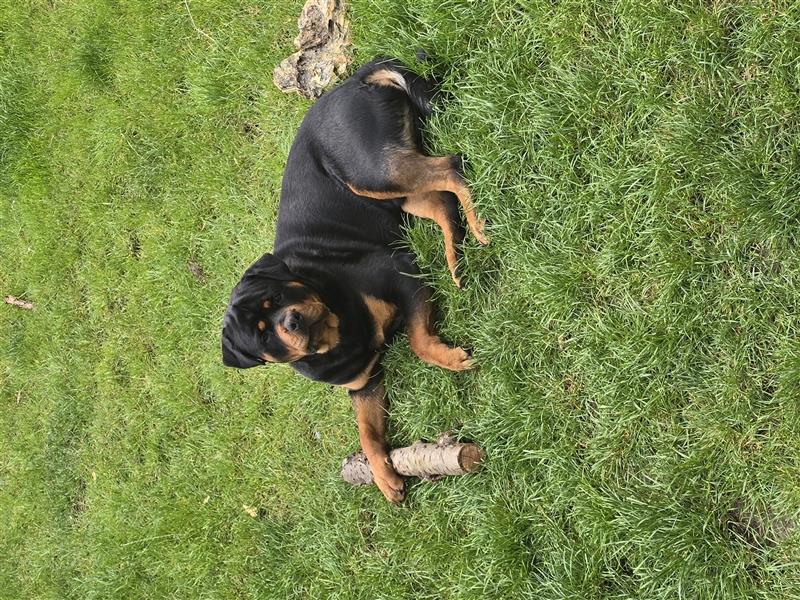 Rottweiler 19 Monate