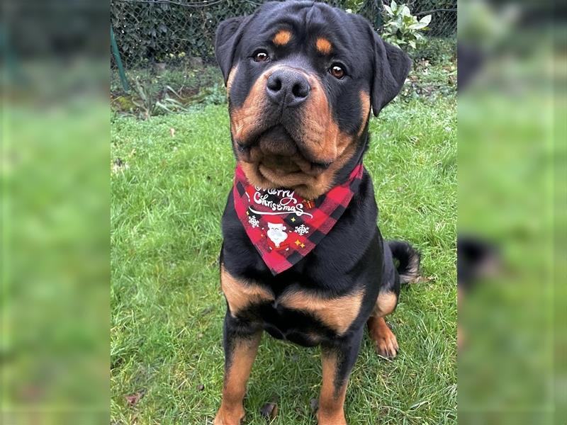 Rottweiler 19 Monate