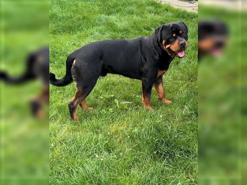 Rottweiler 19 Monate