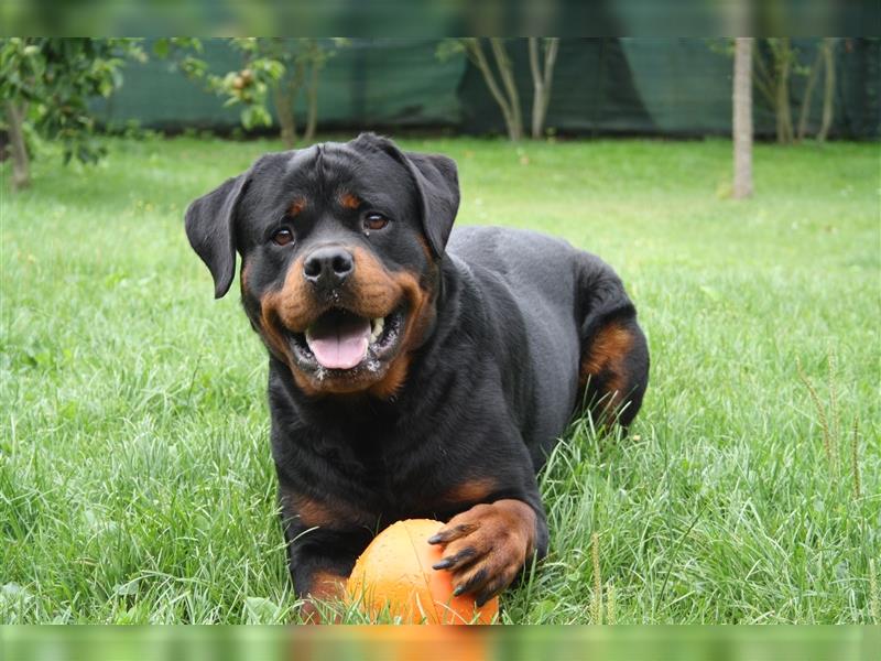 Rottweiler-Baby´s  :))