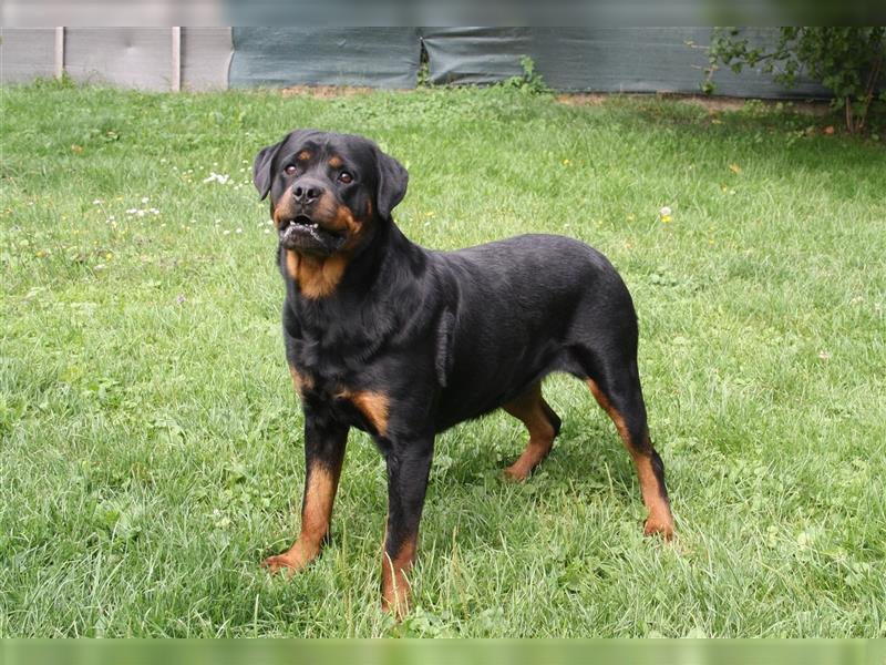 Rottweiler-Baby´s  :))