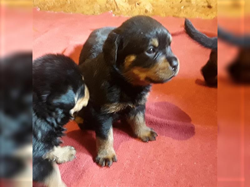 Rottweiler Welpen von Akima