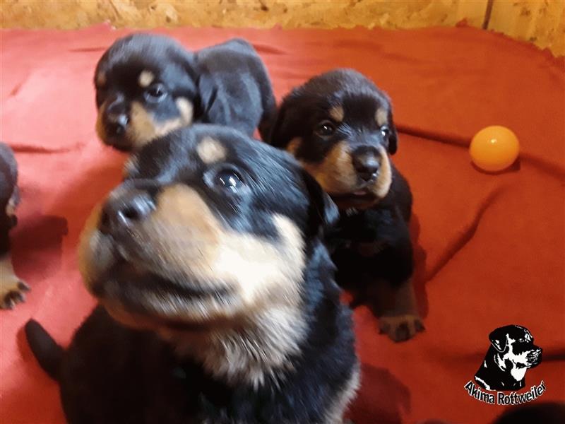 Rottweiler Welpen von Akima