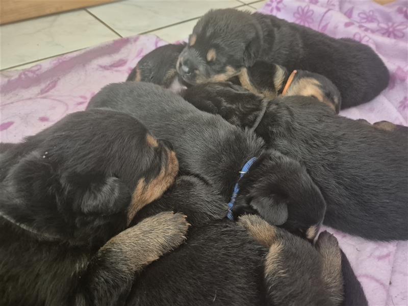 Rottweiler Schäferhund Mix