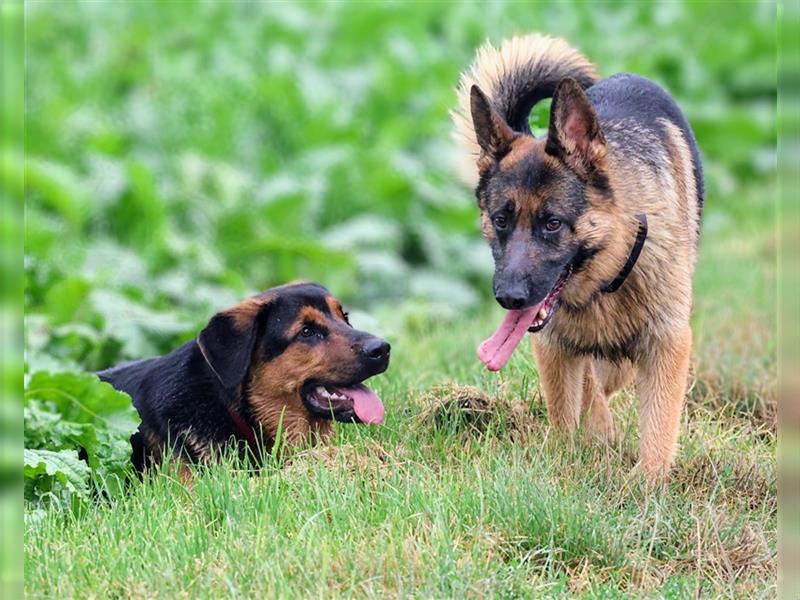 Rottweiler Schäferhund Mix