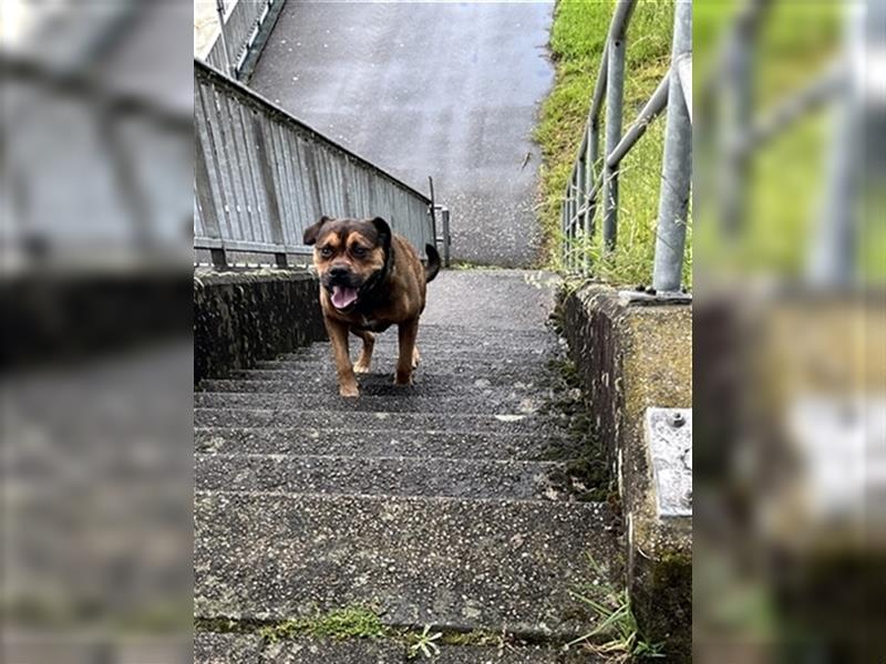 Rottweiler Mischling sucht ein neues Zuhause