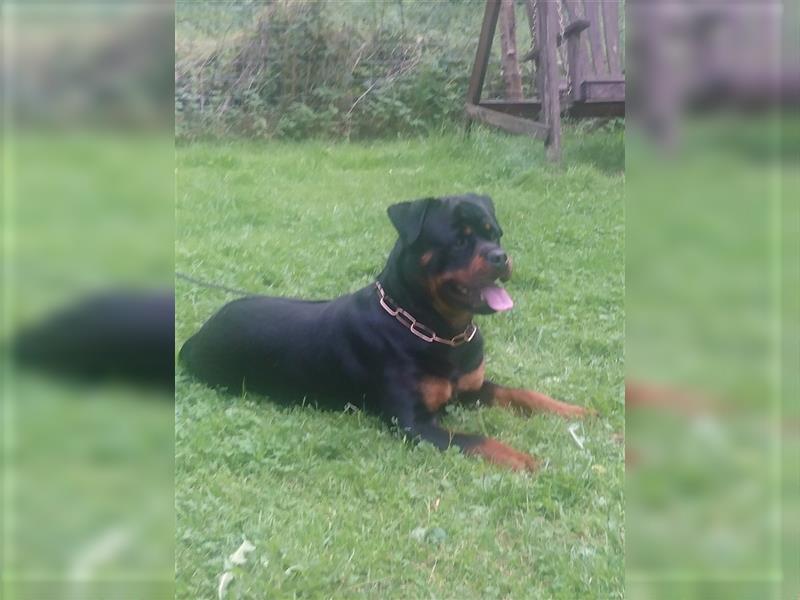 Rottweiler Rüde