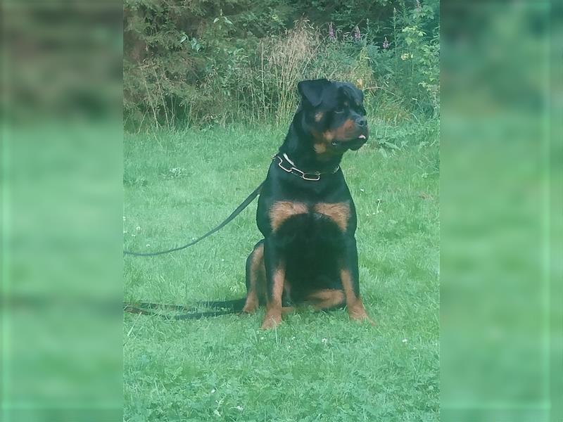 Rottweiler Rüde