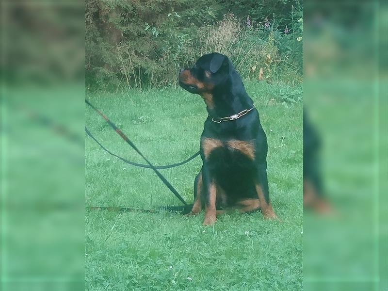 Rottweiler Rüde