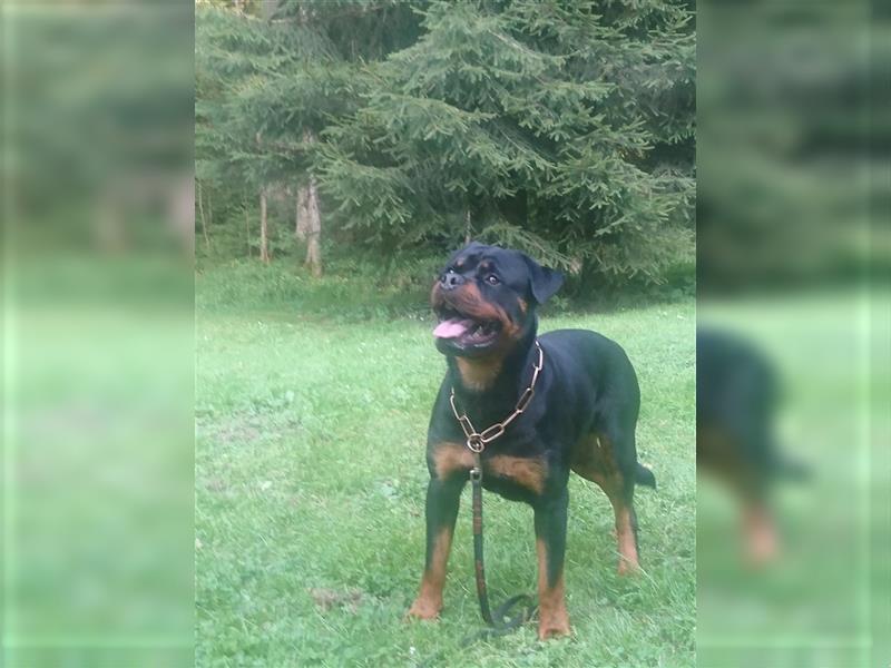 Rottweiler Rüde