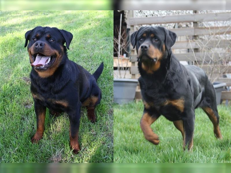 Rottweiler-Baby´s  :))