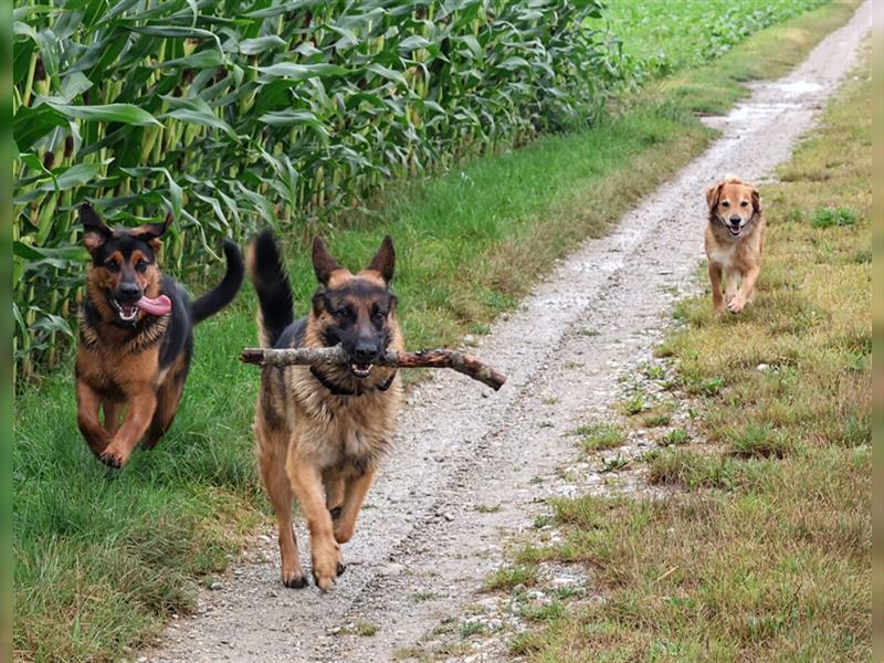 Rottweiler Schäferhund Mix