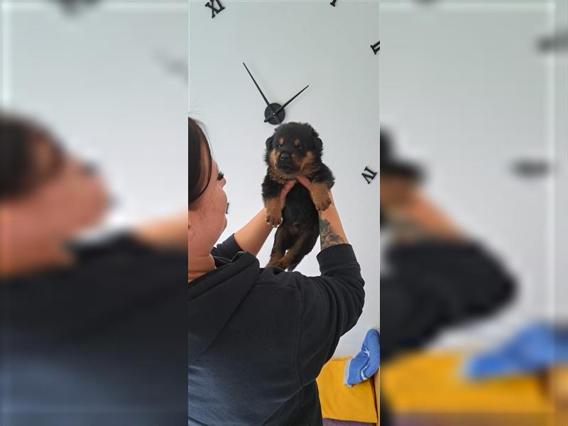 Rottweiler Schäferhund Mix