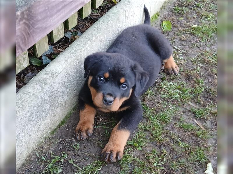 ADRK Rottweiler-Welpe-Rüde zu Verkaufen