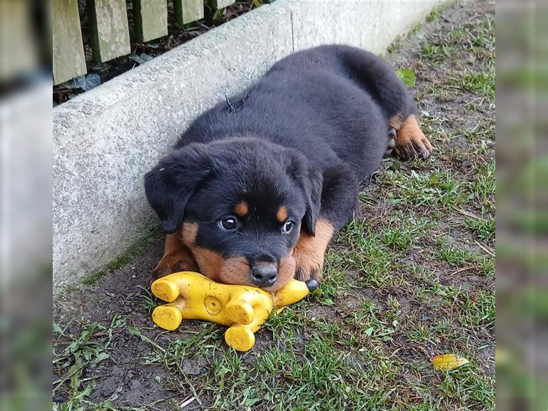 ADRK Rottweiler-Welpe-Rüde zu Verkaufen