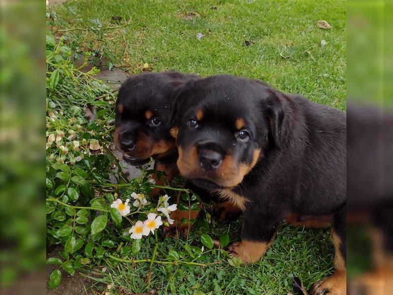 Rottweiler Welpe, Rüde aus ADRK Leistungszucht