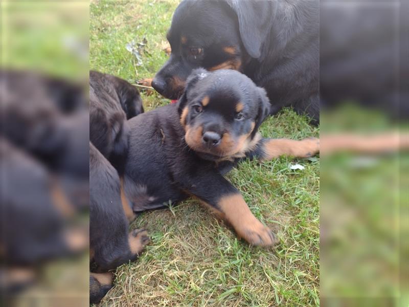 Rottweiler Welpe, Rüde aus ADRK Leistungszucht