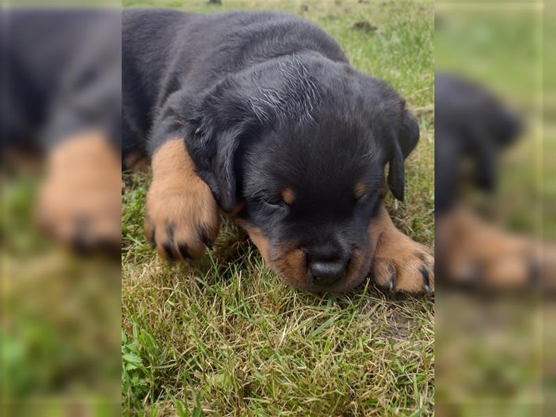 Rottweiler Welpe, Rüde aus ADRK Leistungszucht