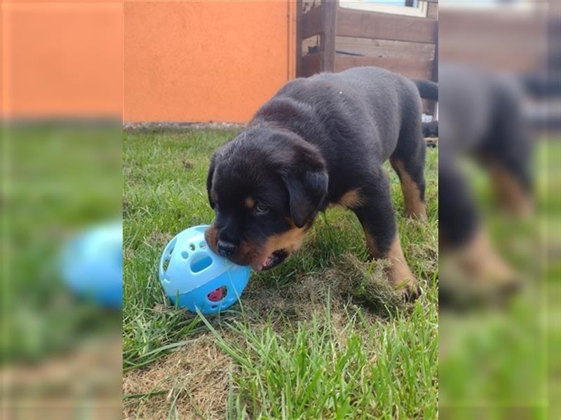 Rottweiler Welpe, Rüde aus ADRK Leistungszucht