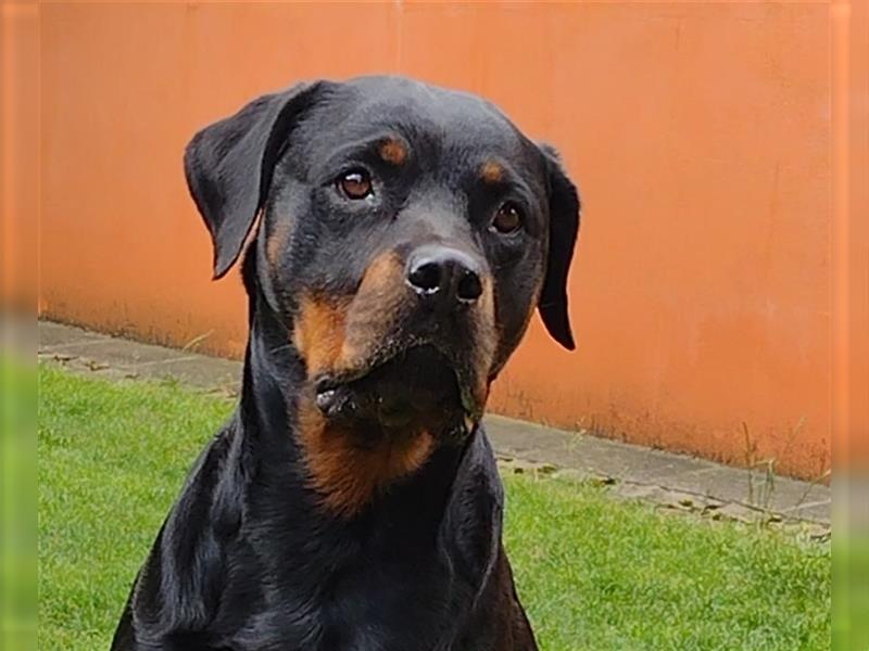 Rottweiler Welpe, Rüde aus ADRK Leistungszucht