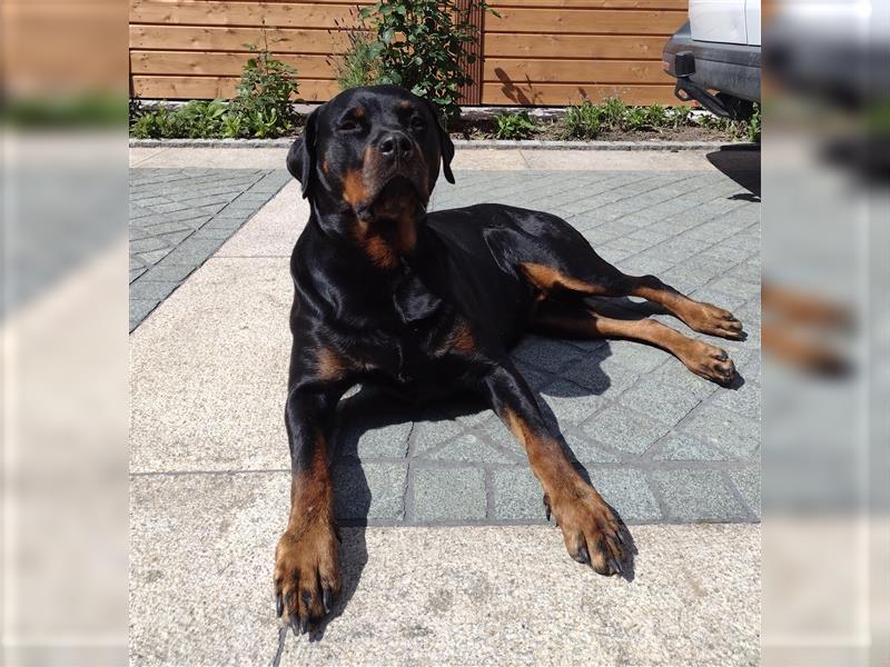 Rottweiler Welpe, Rüde aus ADRK Leistungszucht